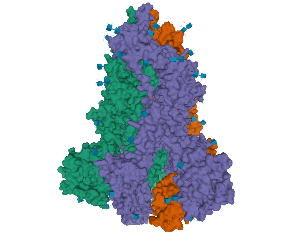 Spike proteín (tzv. S-proteín) vírusu SARS-CoV-2, ktorý iniciuje infekciu a vniknutie vírusu do bunky prostredníctvom väzby na ACE2 receptor, vytvára homotrimér (podjednotky na obrázku sú odlíšené farbene). Táto štruktúra sa označuje ako “corolla”. Zdroj: Protein Data Bank (kód 6VXX) a Walls, A. C., et al., Structure, Function and Antigenicity of the SARS-CoV-2 Spike Glycoprotein, Cell, 2020 (in press).